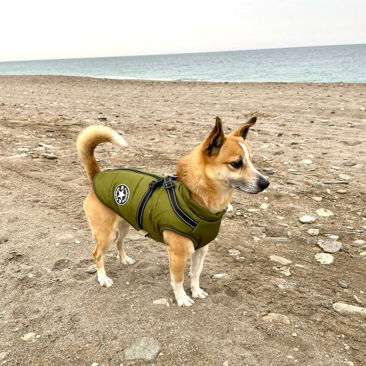 Lille rødbrun hund i grøn jakke med sele, stående på en stenet strand med havet i baggrunden. 10
