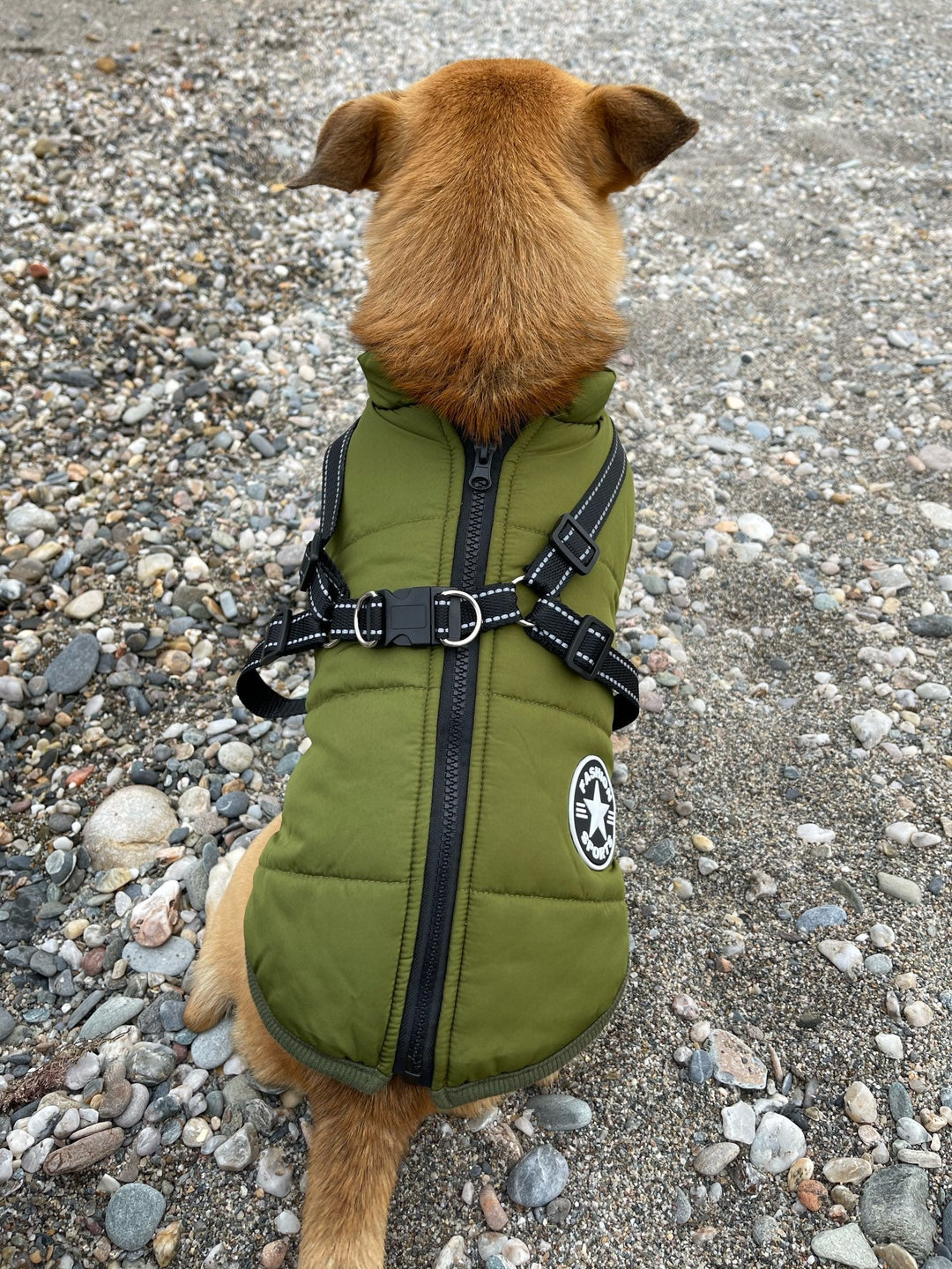 Hund set bagfra i grøn jakke med lynlås ned ad ryggen og sele med reflekser, siddende på småsten. 13
