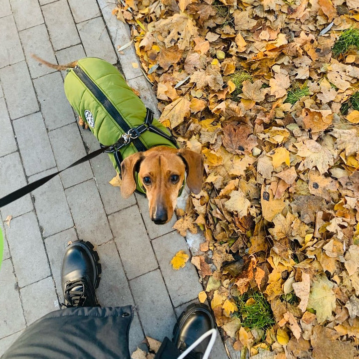 Gravhund set oppefra i grøn jakke med sele i snor, stående på fortov ved et bjerg af efterårsblade. 7