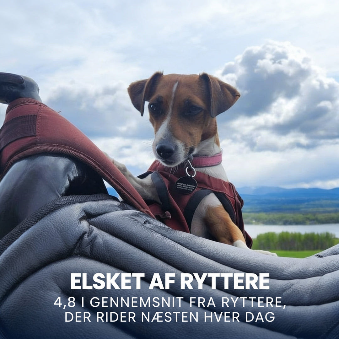 Lille hund med rødbrun vest kigger frem bag et gråt polstret sædehynde på sadlen 7