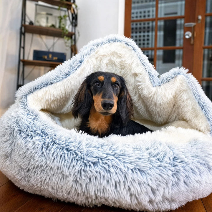 En sort og brun gravhund kigger frem fra hulen med oprejst hætte, der danner et blødt tag i hvid og lyseblå plys. 3