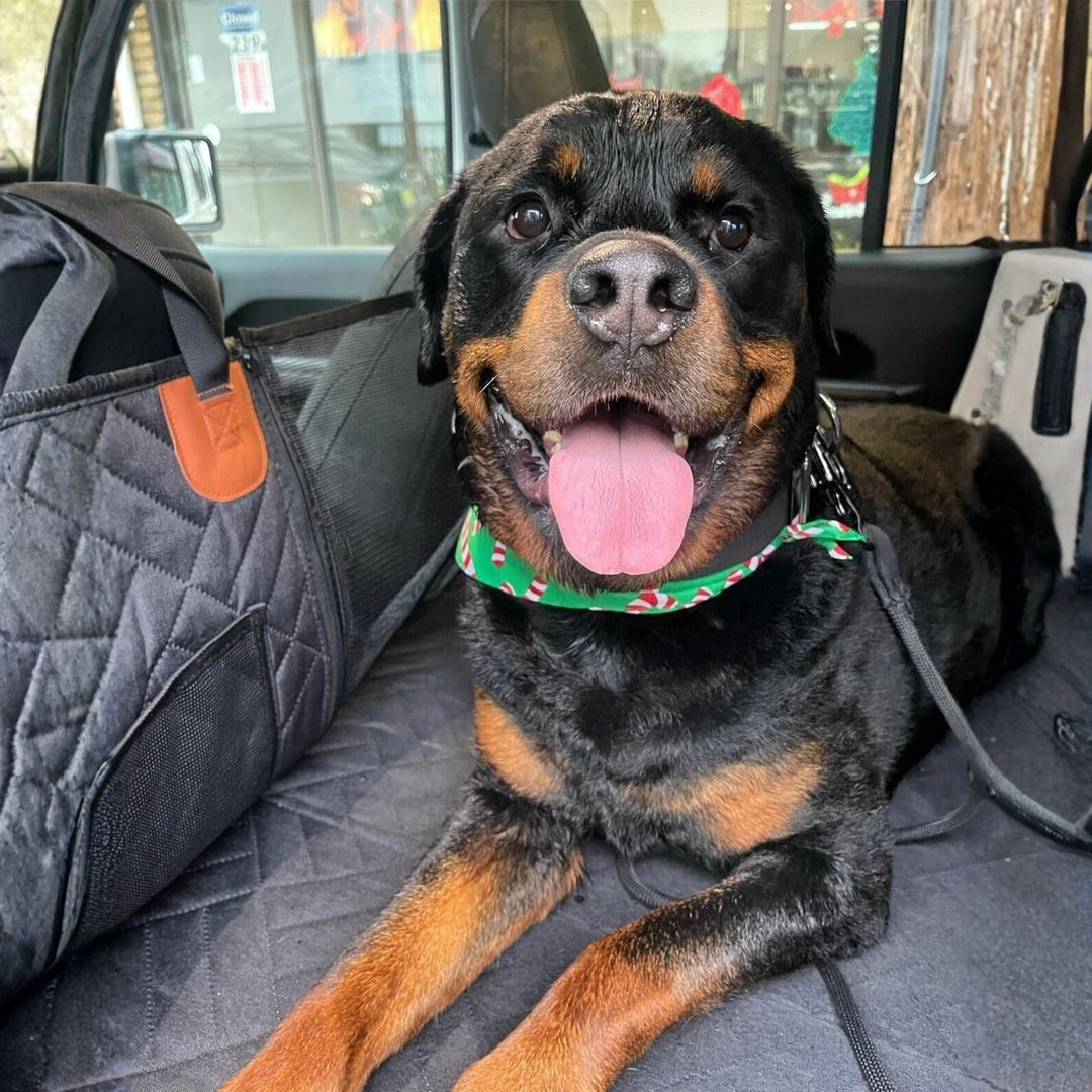 Rottweiler ligger smilende på det sorte quiltede betræk, med nettaske og orange lædertap på siden. 3