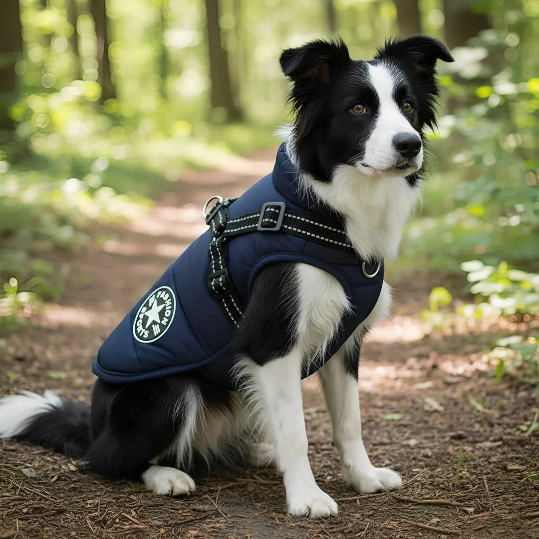 Border collie sidder i skoven iført marineblå quiltet jakke med integreret sele, spænder og reflekterende stropper. 1