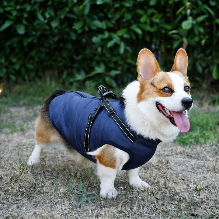 Glad corgi i marineblå quiltet jakke med reflekterende sele, stående udendørs på tørt græs. 3